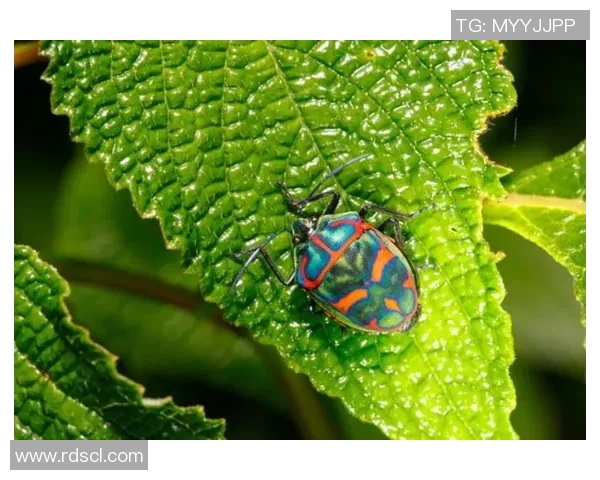 足球明星名字的多样性与独特性探讨及其背后的文化意义